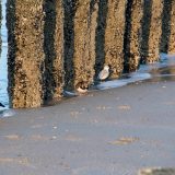 Strandlopers op het strand (Bas Wetter)