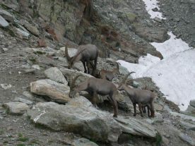 Steenbokken in Valmalenco in de Italiaanse Alpen
