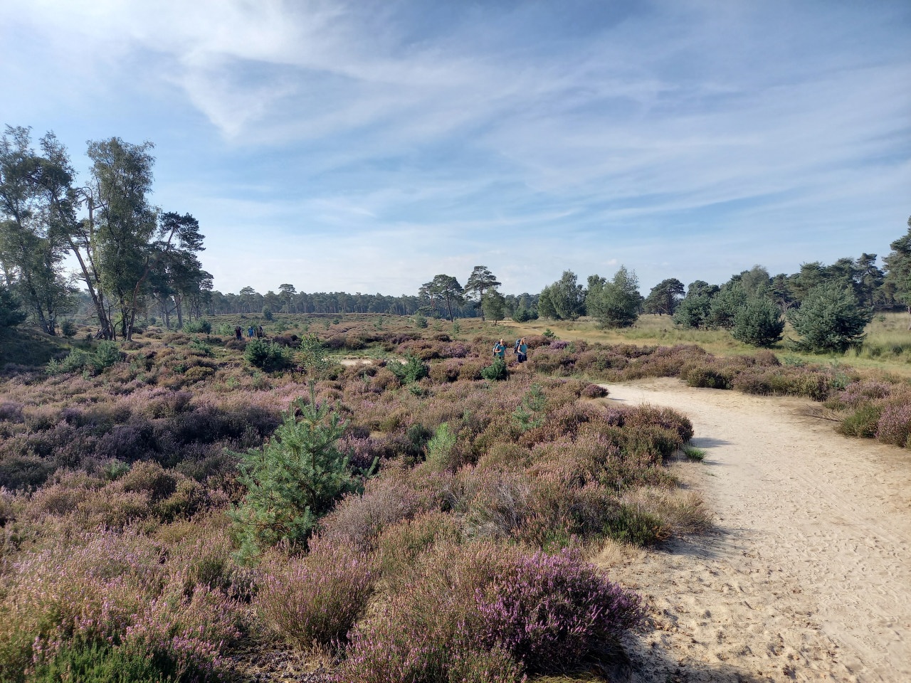 Langs de lijnen van de Mookerheide